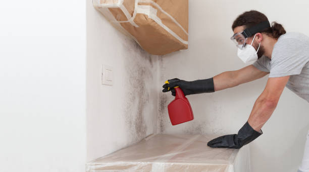 Professional Black Mold Removal technician working in Marlton, NJ