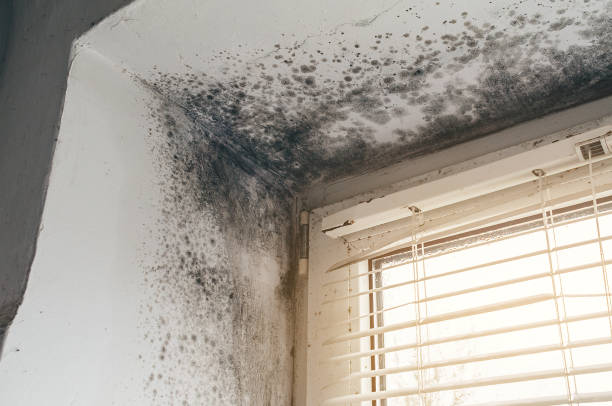 Trusted Attic Mold Removal service in Marlton, NJ - Cheap Mold Removal